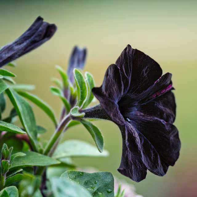Petunia Black Velvet in the garden